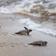 Baby green turtles heading into the ocean off Myanmar in 2018, where they are likely to eat plastic.